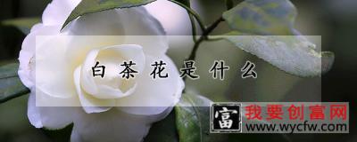 白茶花是什么