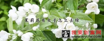 茉莉花有虫子怎么去除