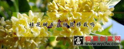 桂花树五月份能移栽吗