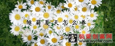 雏菊夏天怎么养