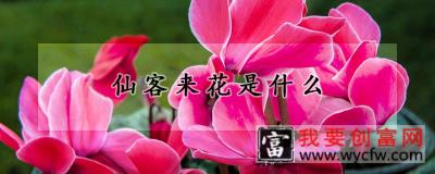 仙客来花是什么