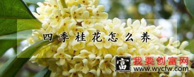 四季桂花怎么养