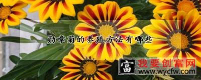 勋章菊的养殖方法有哪些