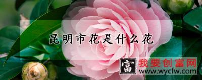 昆明市花是什么花