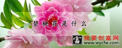 碧桃花是什么