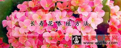 长寿花养殖方法