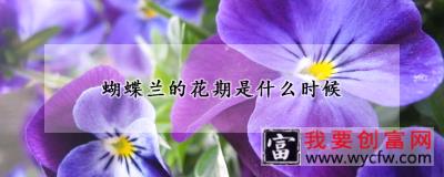 蝴蝶兰的花期是什么时候