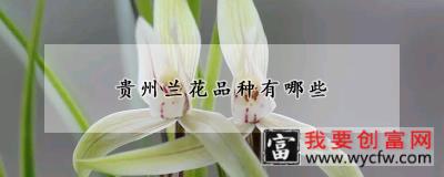 贵州兰花品种有哪些