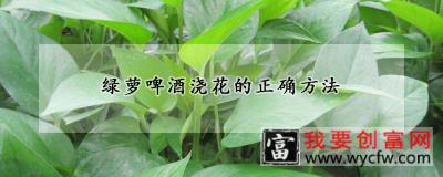 绿萝啤酒浇花的正确方法