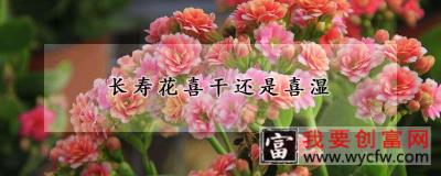 长寿花喜干还是喜湿