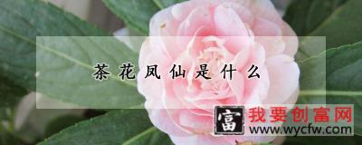 茶花凤仙是什么