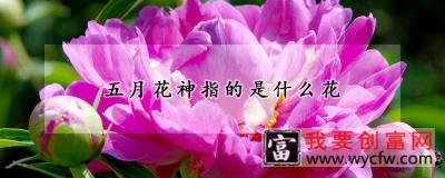 五月花神指的是什么花