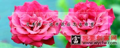 月季第一次开花后怎么修剪