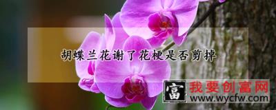 胡蝶兰花谢了花梗是否剪掉