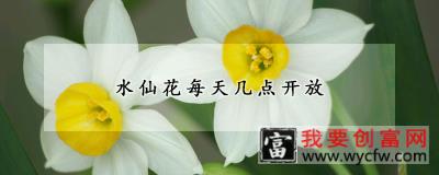 水仙花每天几点开放