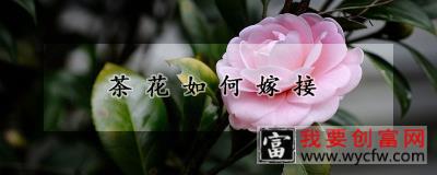 茶花如何嫁接