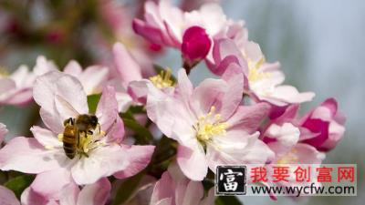 海棠花什么时候开