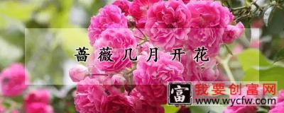 蔷薇几月开花