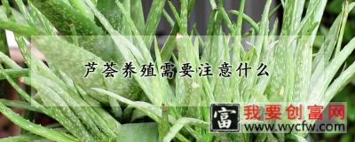 芦荟养殖需要注意什么