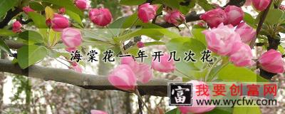 海棠花一年开几次花