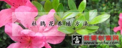 杜鹃花<a href=https://www.wycfw.com/e/tags/?tagid=63 target=_blank class=infotextkey><a href=https://www.wycfw.com/yangzhi/ target=_blank class=infotextkey>养殖</a></a>方法