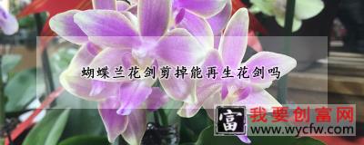 蝴蝶兰花剑剪掉能再生花剑吗