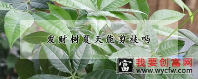 发财树夏天能剪枝吗