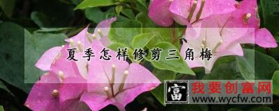 夏季怎样修剪三角梅