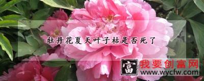 牡丹花夏天叶子枯是否死了