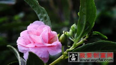 凤仙花怎么<a href=https://www.wycfw.com/e/tags/?tagid=232 target=_blank class=infotextkey>种植方法</a>