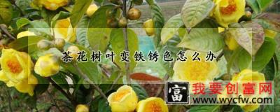 茶花树叶变铁锈色怎么办