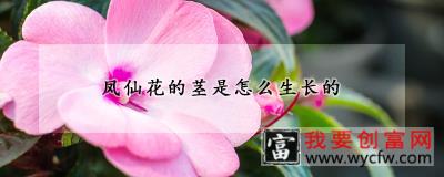 凤仙花的茎是怎么生长的