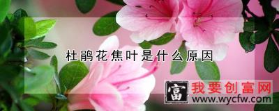 杜鹃花焦叶是什么原因