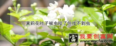 茉莉花叶子被虫咬了但找不到虫