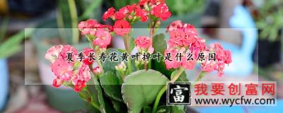 夏季长寿花黄叶掉叶是什么原因