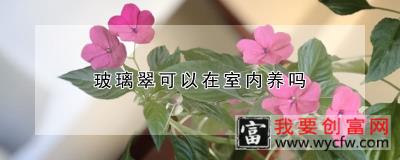 玻璃翠可以在室内养吗