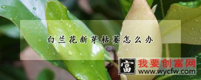 白兰花新芽枯萎怎么办