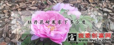 牡丹花耐寒零下多少度