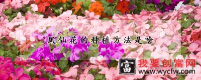 凤仙花的<a href=https://www.wycfw.com/e/tags/?tagid=232 target=_blank class=infotextkey><a href=https://www.wycfw.com/zhongzhi/ target=_blank class=infotextkey>种植</a>方法</a>是啥