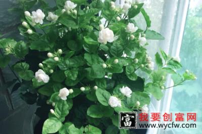 茉莉花风水 茉莉花放在家里什么位置好