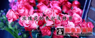 玫瑰花的养护及修剪