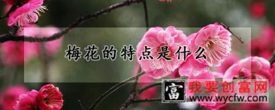 梅花的特点是什么