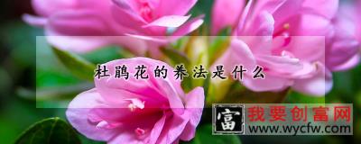 杜鹃花的养法是什么