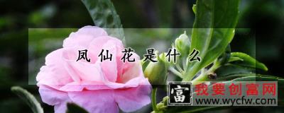 凤仙花是什么