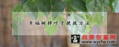 幸福树掉叶子挽救方法