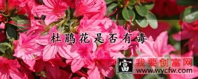 杜鹃花是否有毒