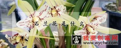 石兰花是什么