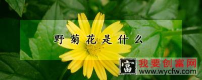 野菊花是什么