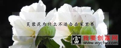 芙蓉花为什么不适合在家里养