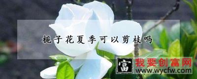 栀子花夏季可以剪枝吗